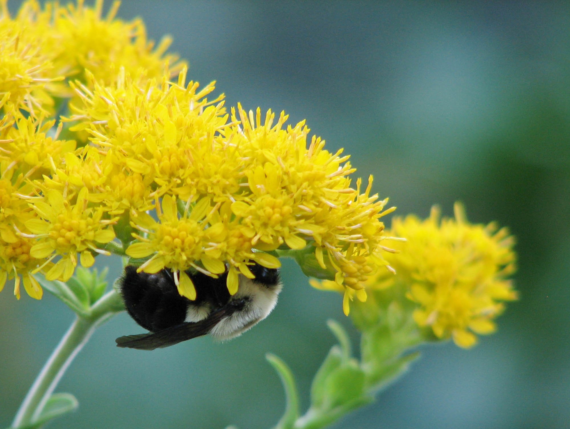 Governor Hochul Signs the Native Plant Bill into Law