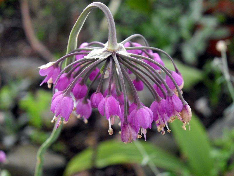 Allium_cernuum_1