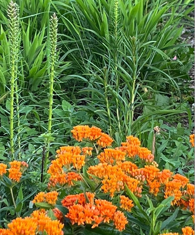 BUTTERFLY+LIATRIS
