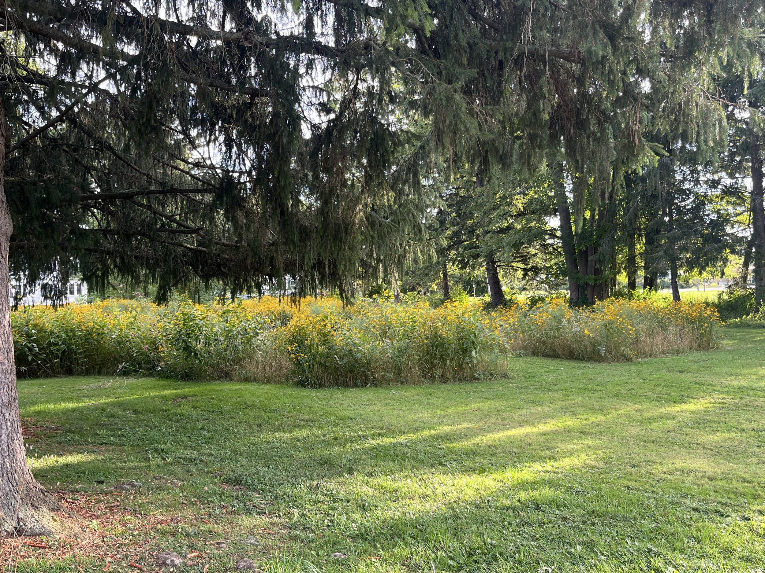 C+AND+M+MEADOW