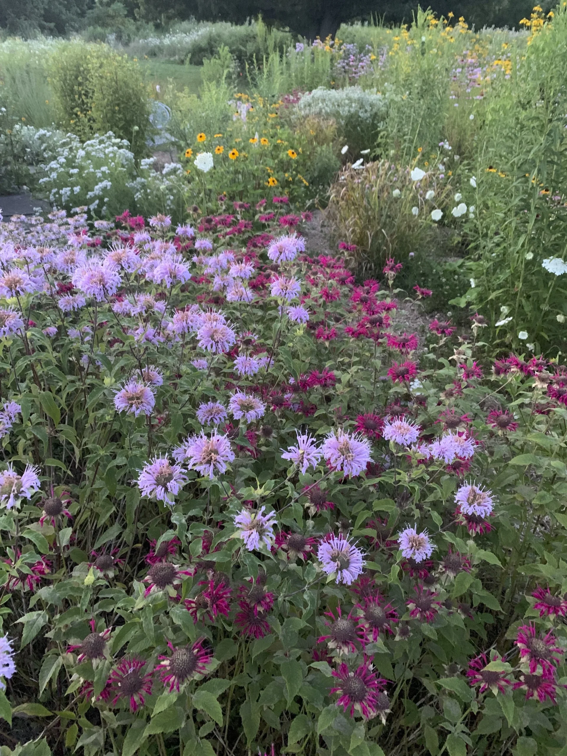Don’t like stink bugs? Native plants have a solution for you!&nbsp;
