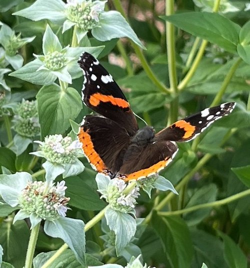 RED+ADMIRAL+on+MOUNTAIN+MINT
