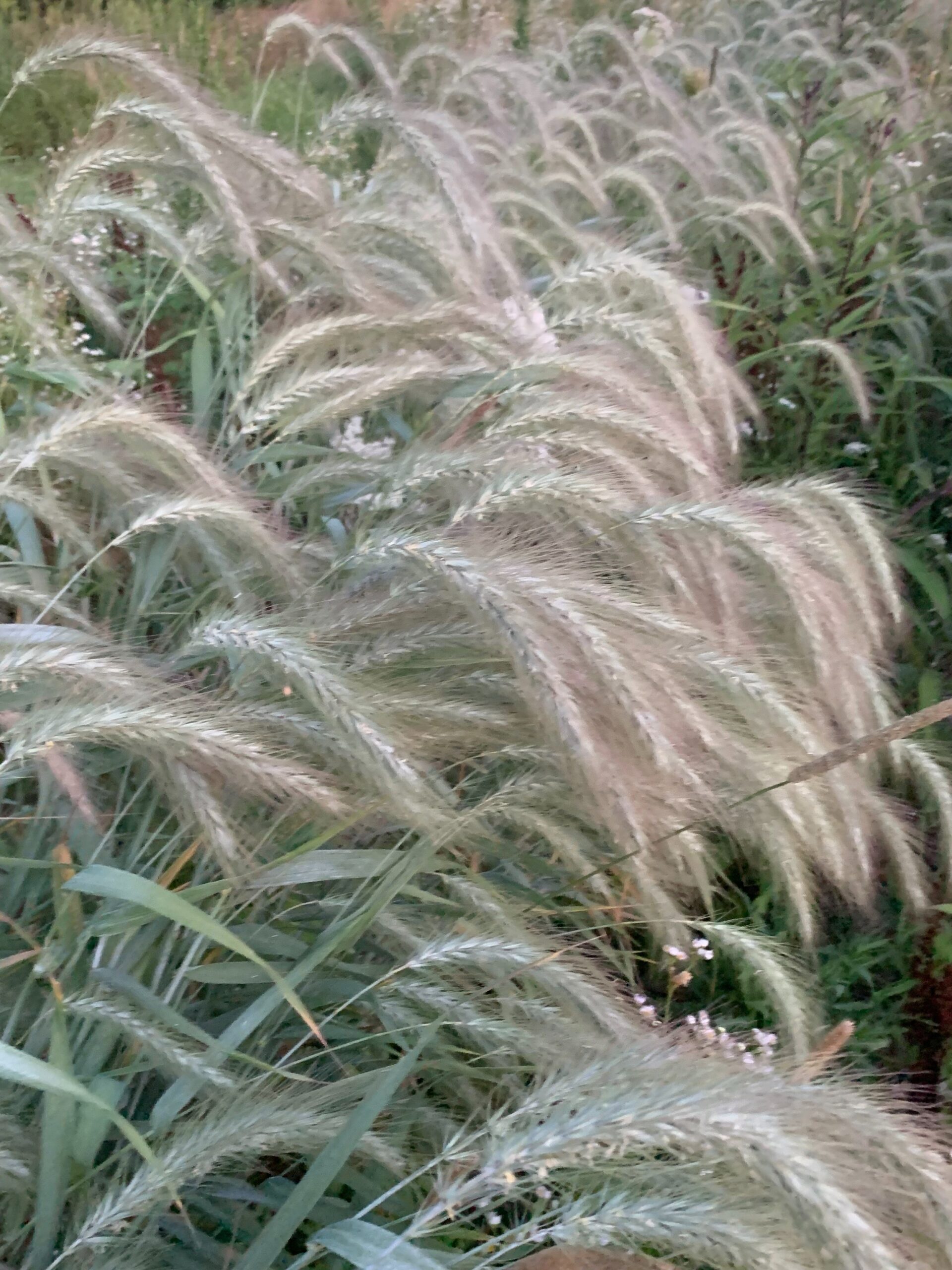 RYE