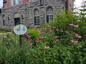 WATER+BLDG+ECHINACEA
