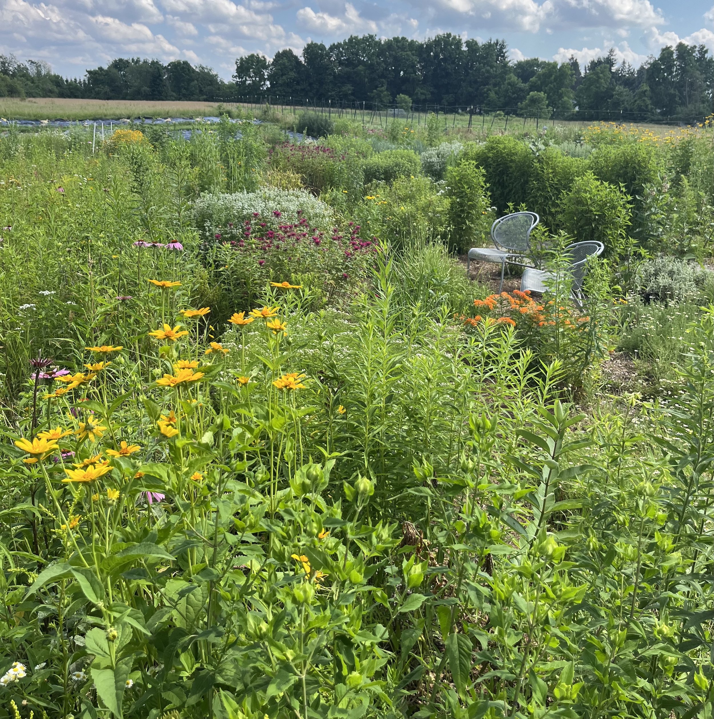 Use Meadows and Native Plantings for Climate Resilience