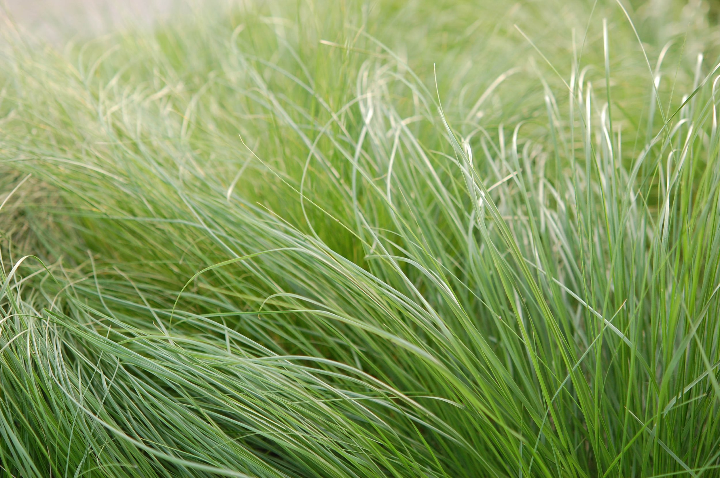 Sedges