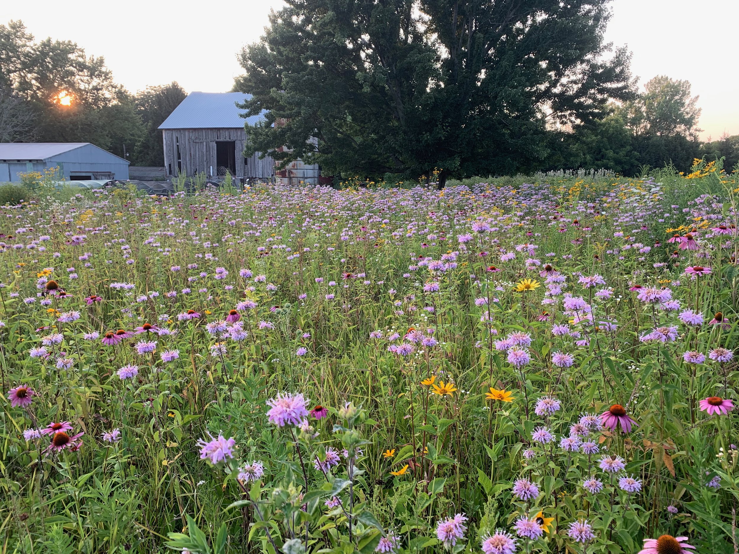 How native perennial plants support wildlife