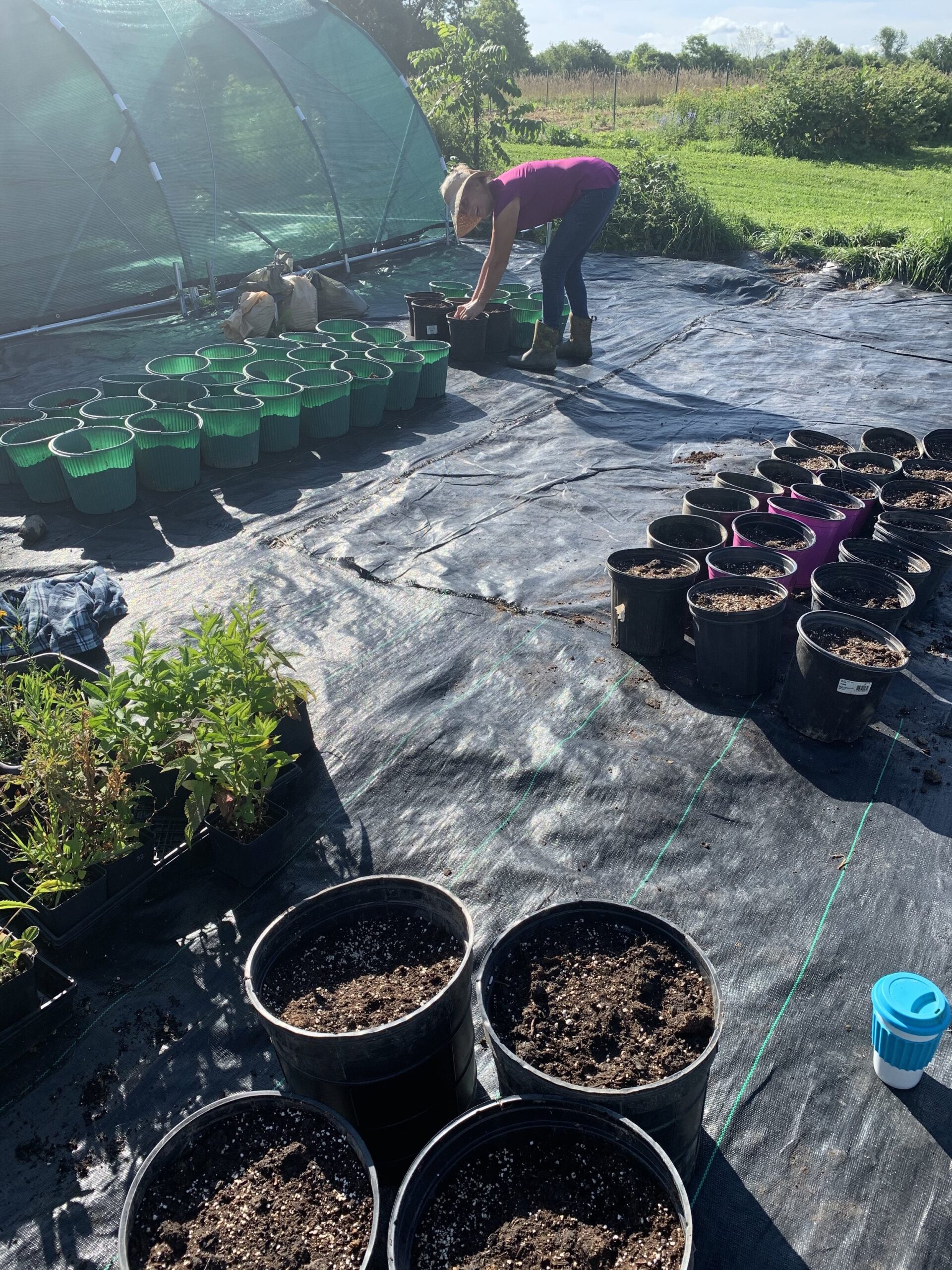 Collaborative Priority Species List for Reforestation in NYS